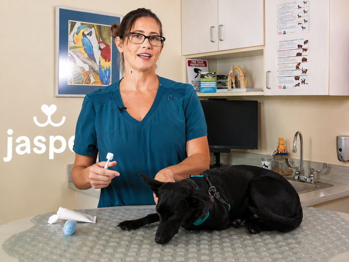 Jasper 360° Manual Dog Toothbrush