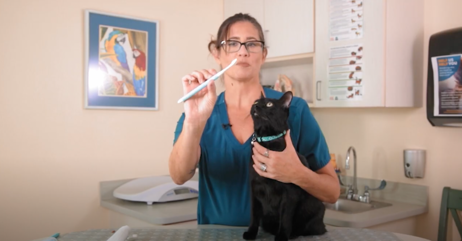 Tutorials Jasper Pets